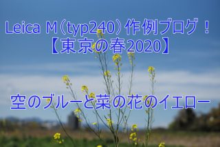 Leica M（typ240）作例ブログ！【東京の春2020】空のブルーと菜の花のイエロー
